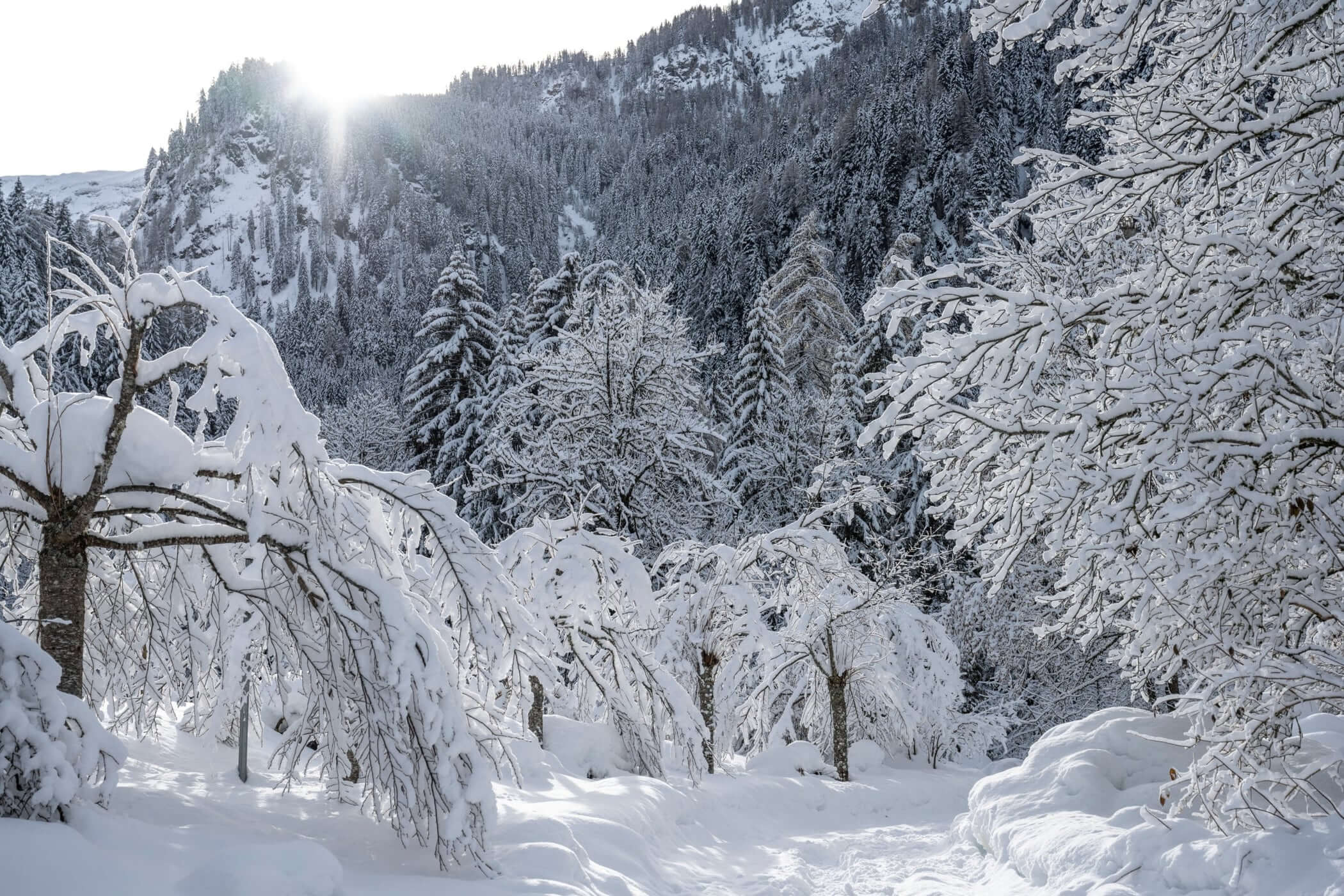 Verschneiter Wald im Sonnenlicht