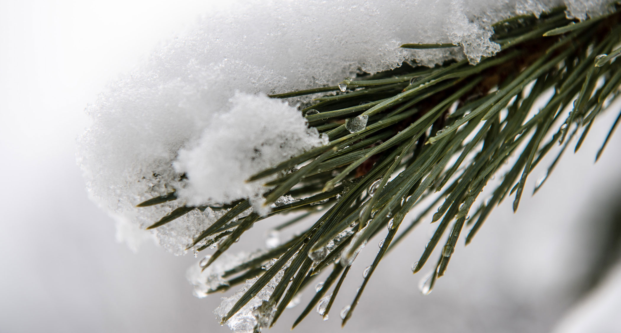 Mission - Bad Ratzes