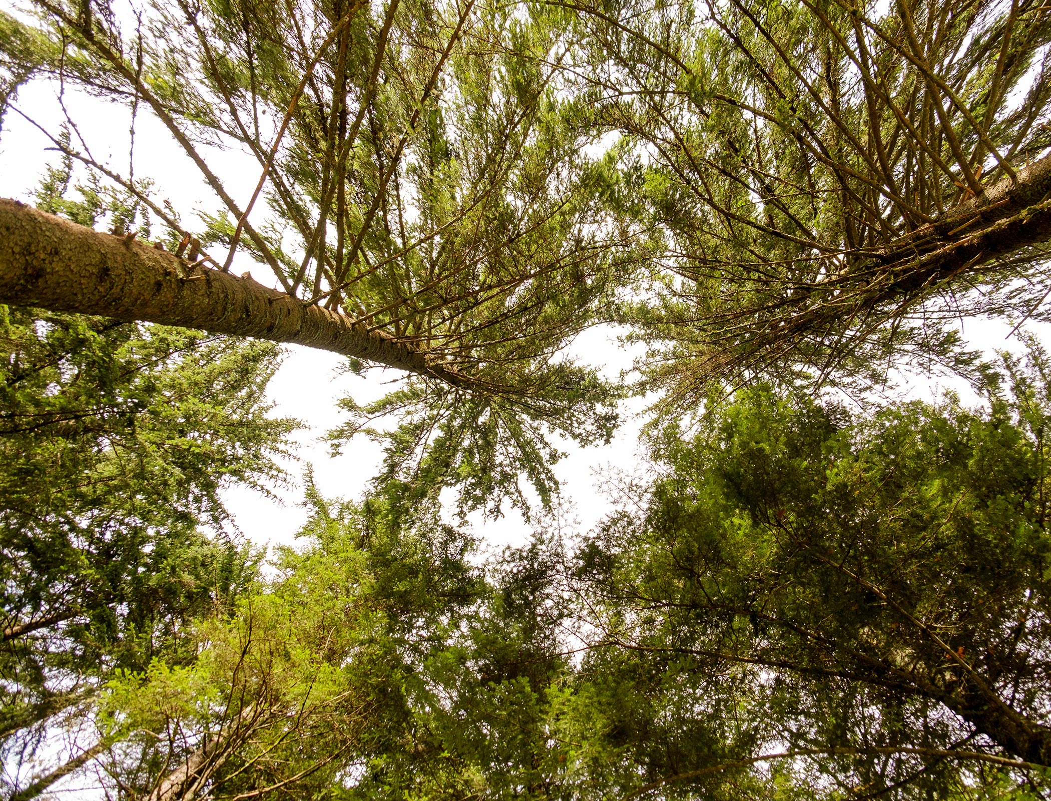 Escursioni nella foresta