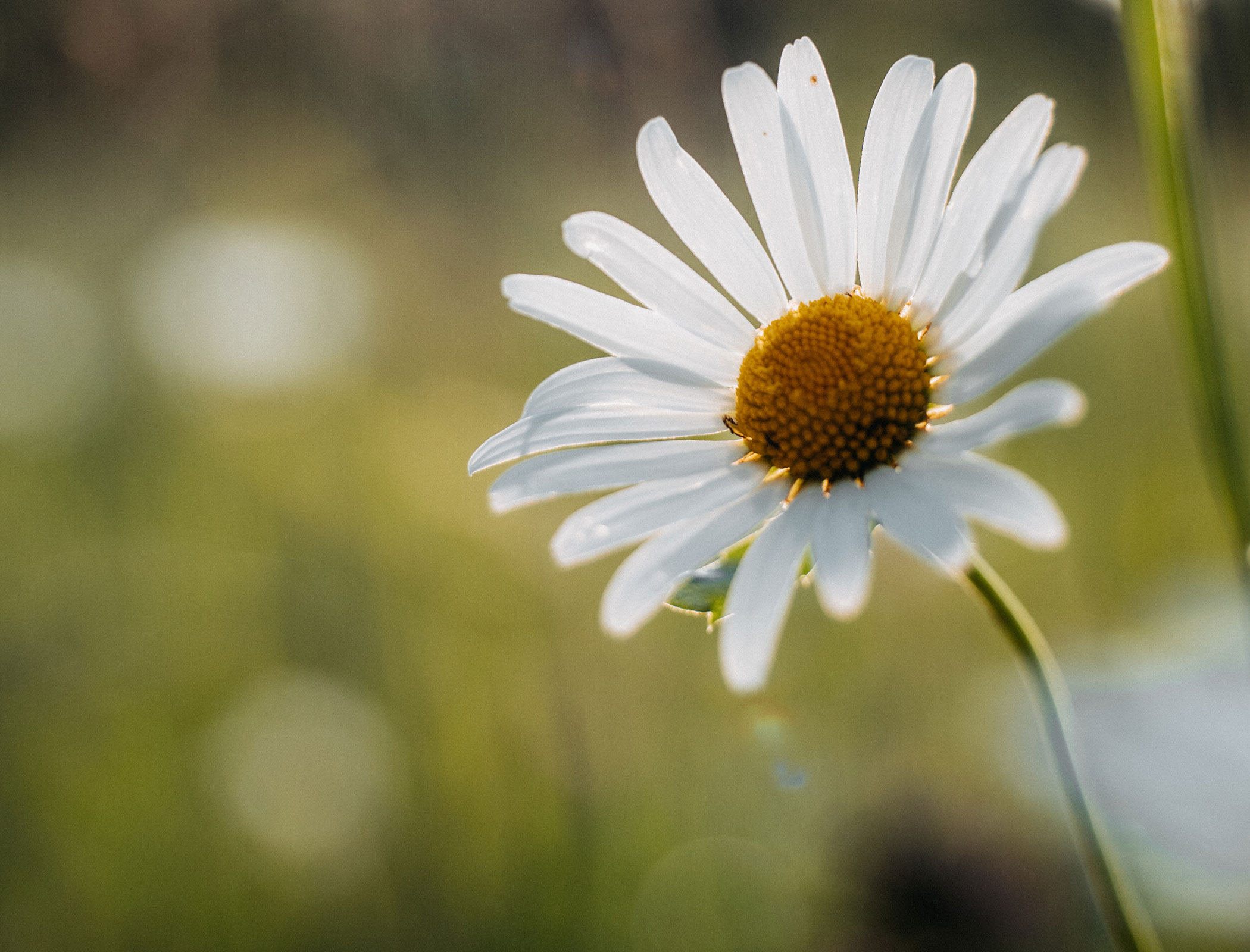 Daisy