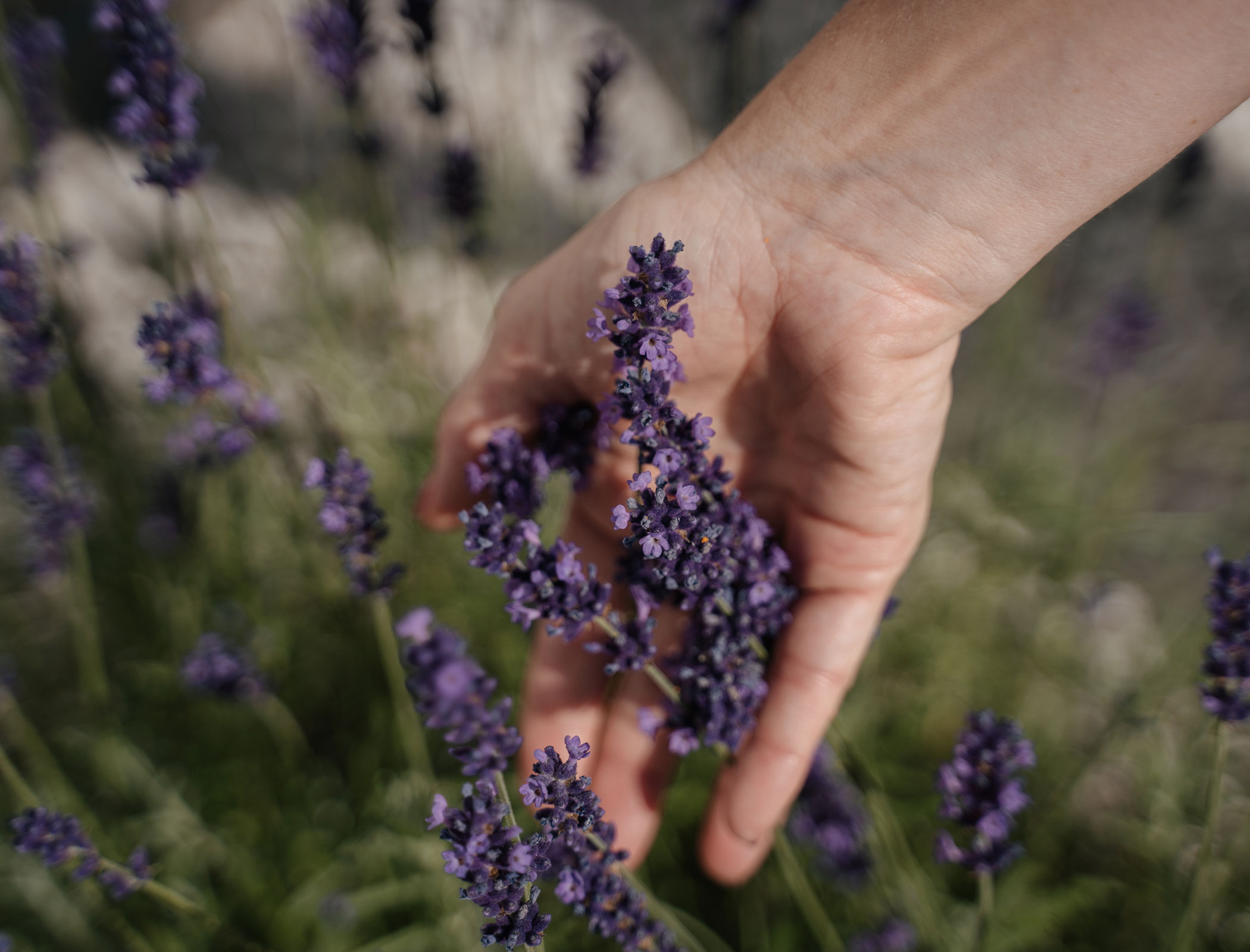Lavender