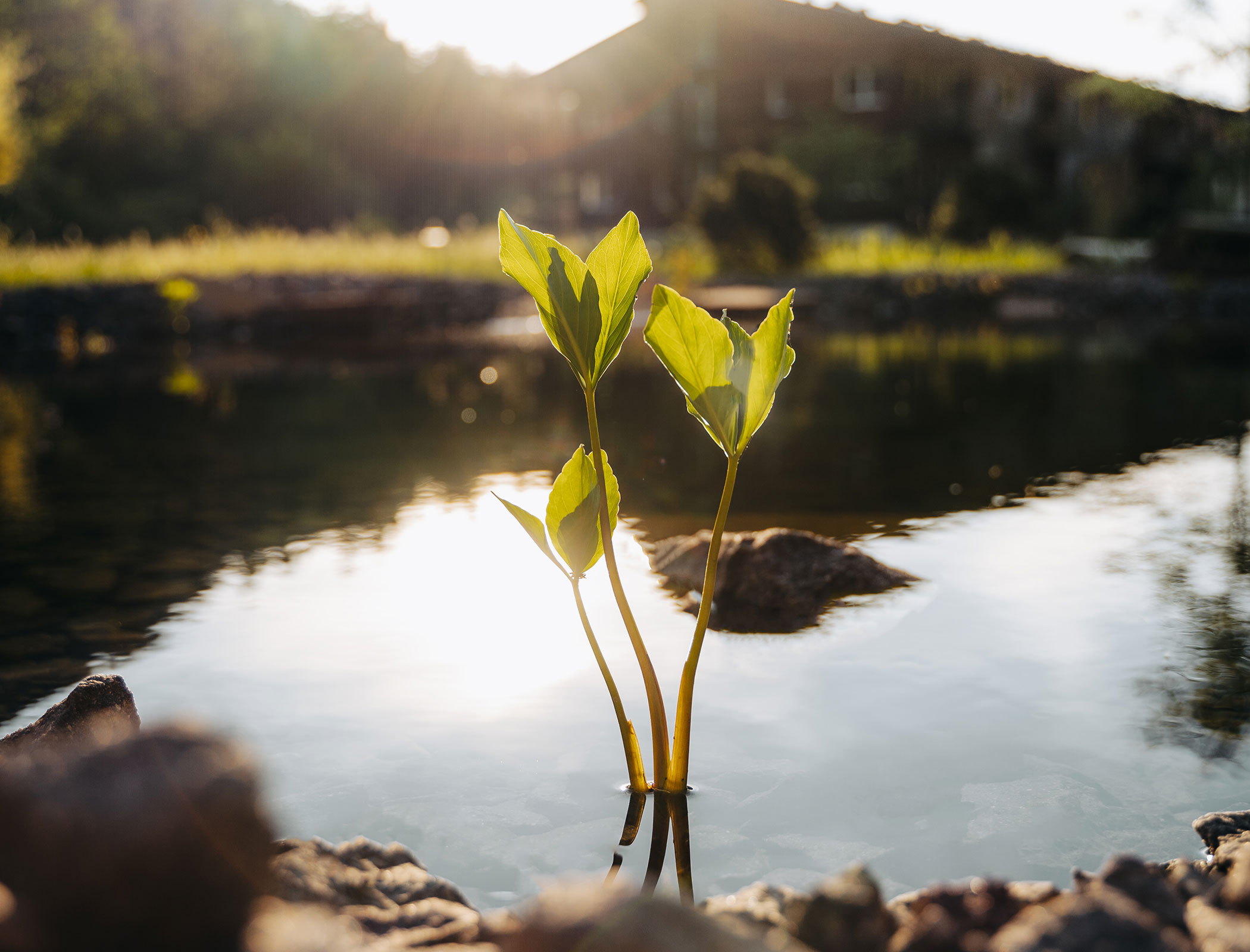 Aquatic plant in the pond