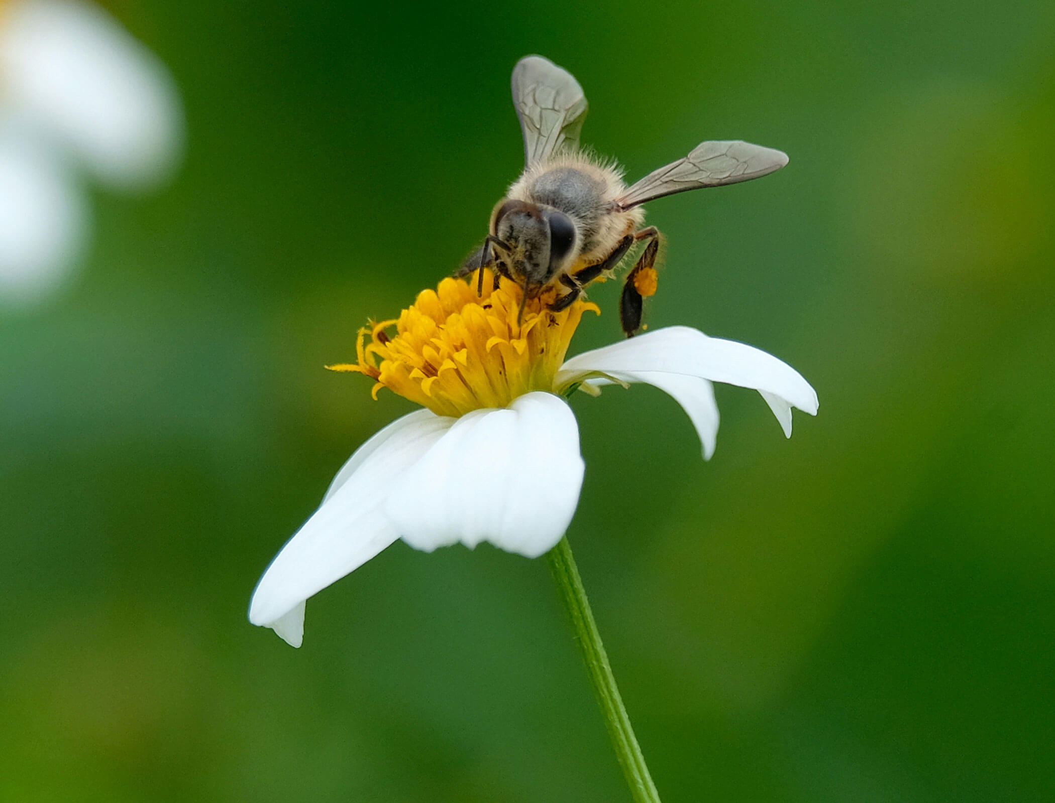 Biene auf einer Blume