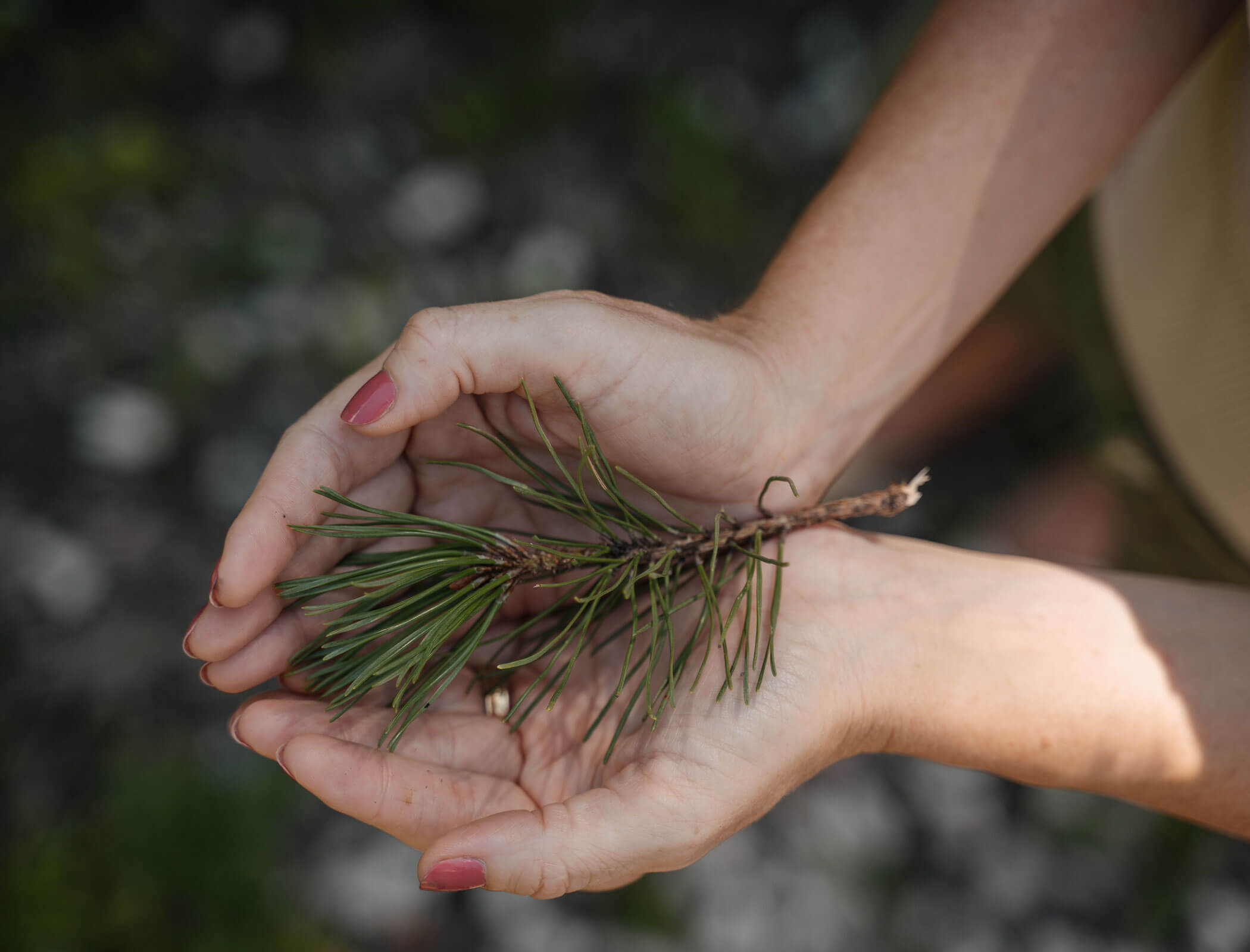Woman holding pine needles