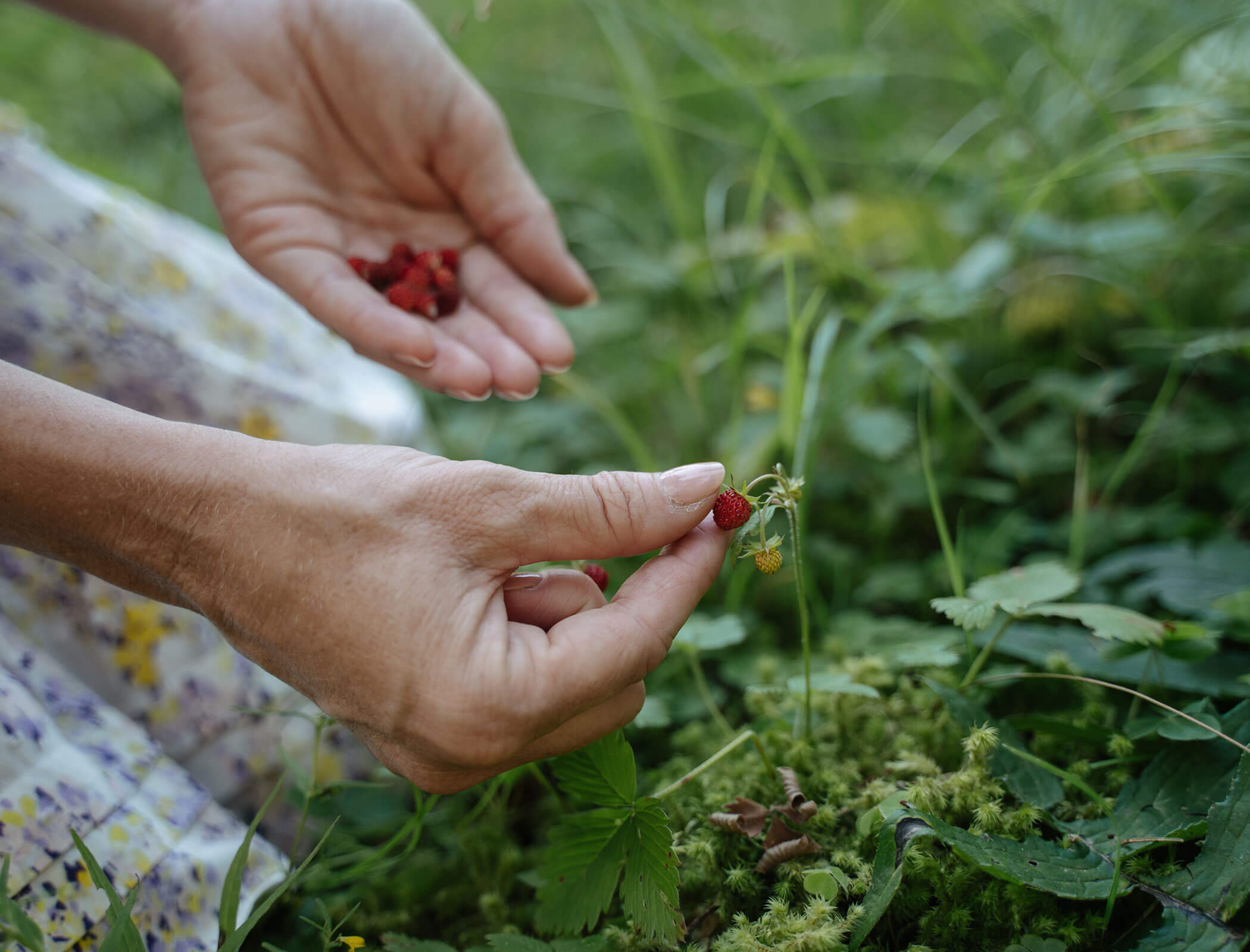Woman picking wild berries