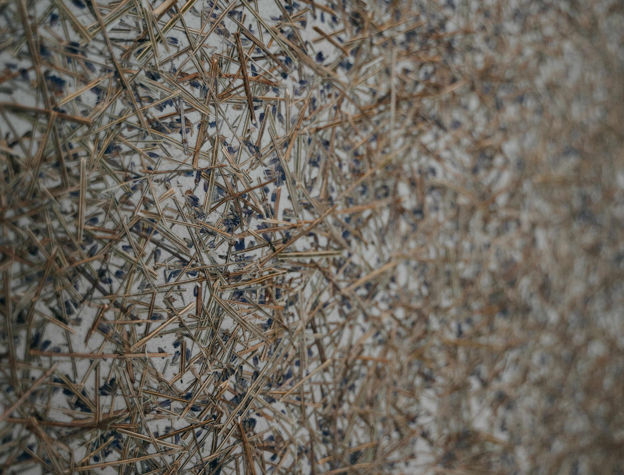 Quiet room, with lavender on the walls