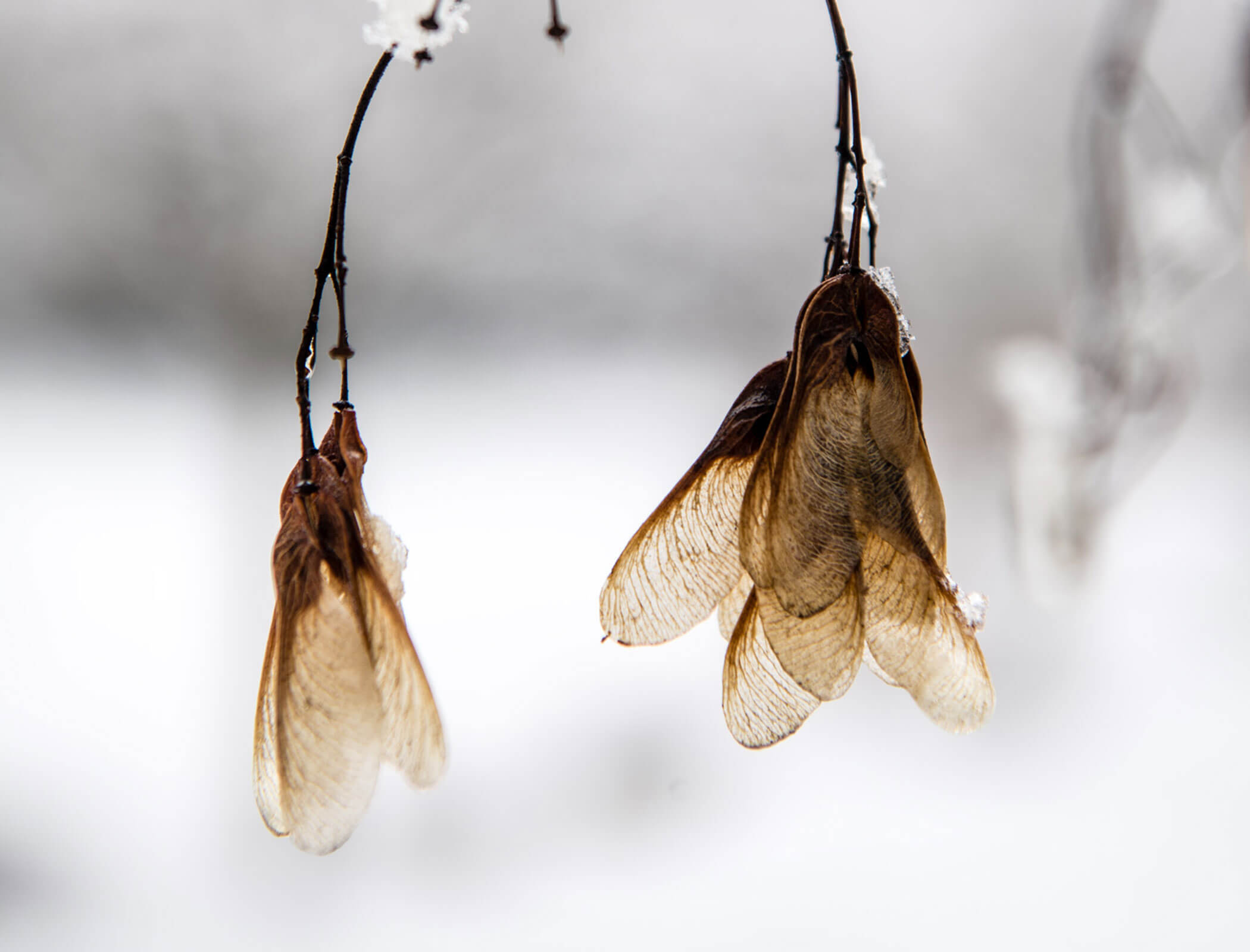 Semi d'acero in inverno - Bad Ratzes
