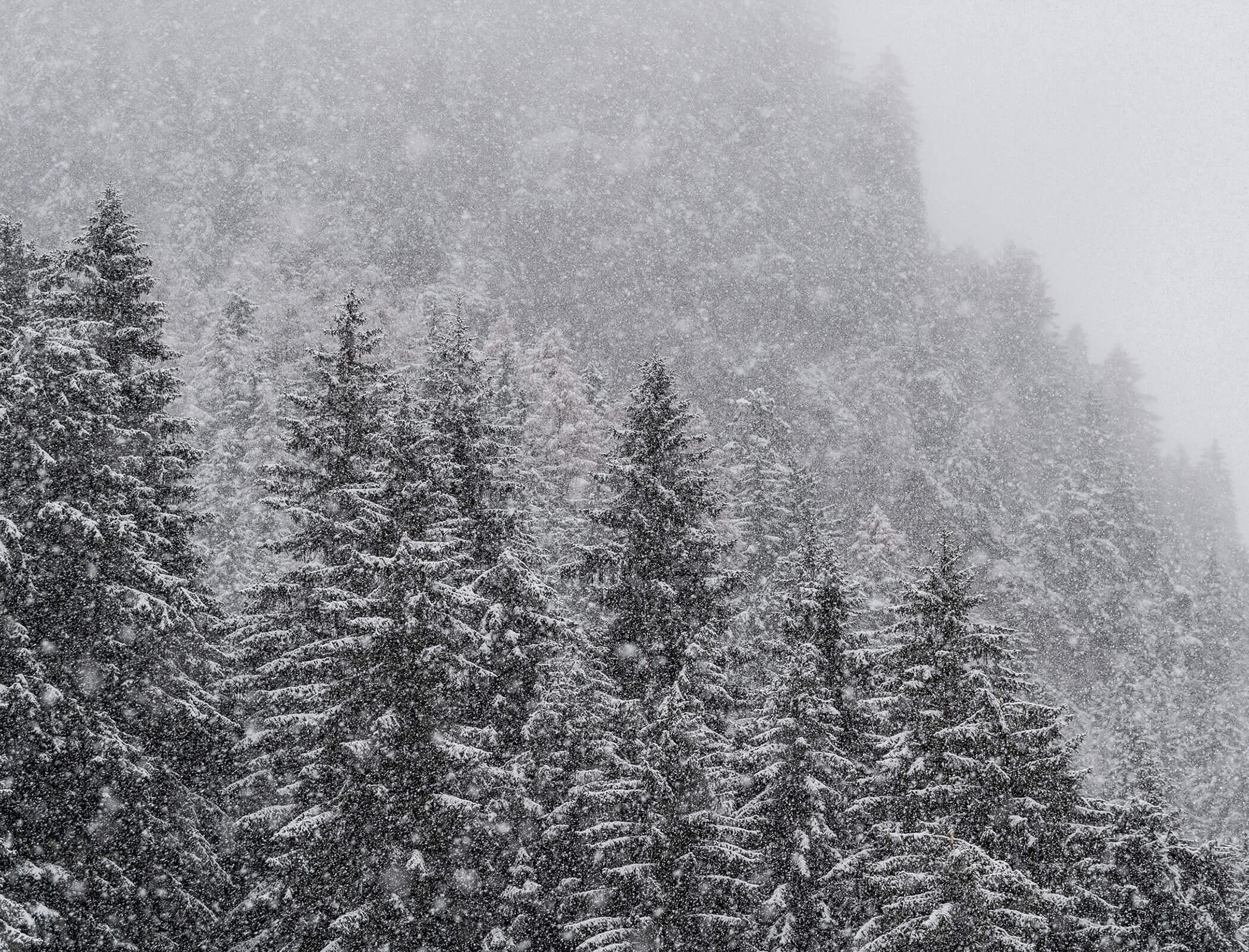Neve che cade sugli alberi - Bad Ratzes
