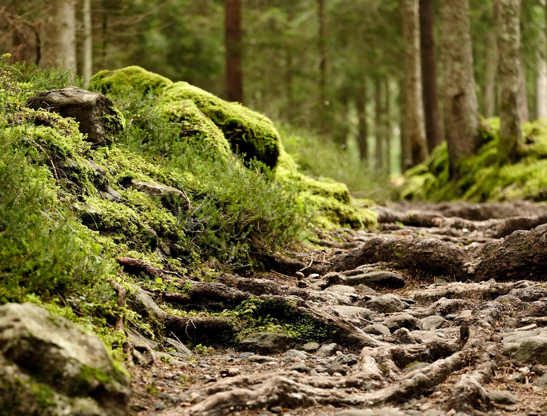 Sentiero nel bosco con radici - Bad Ratzes
