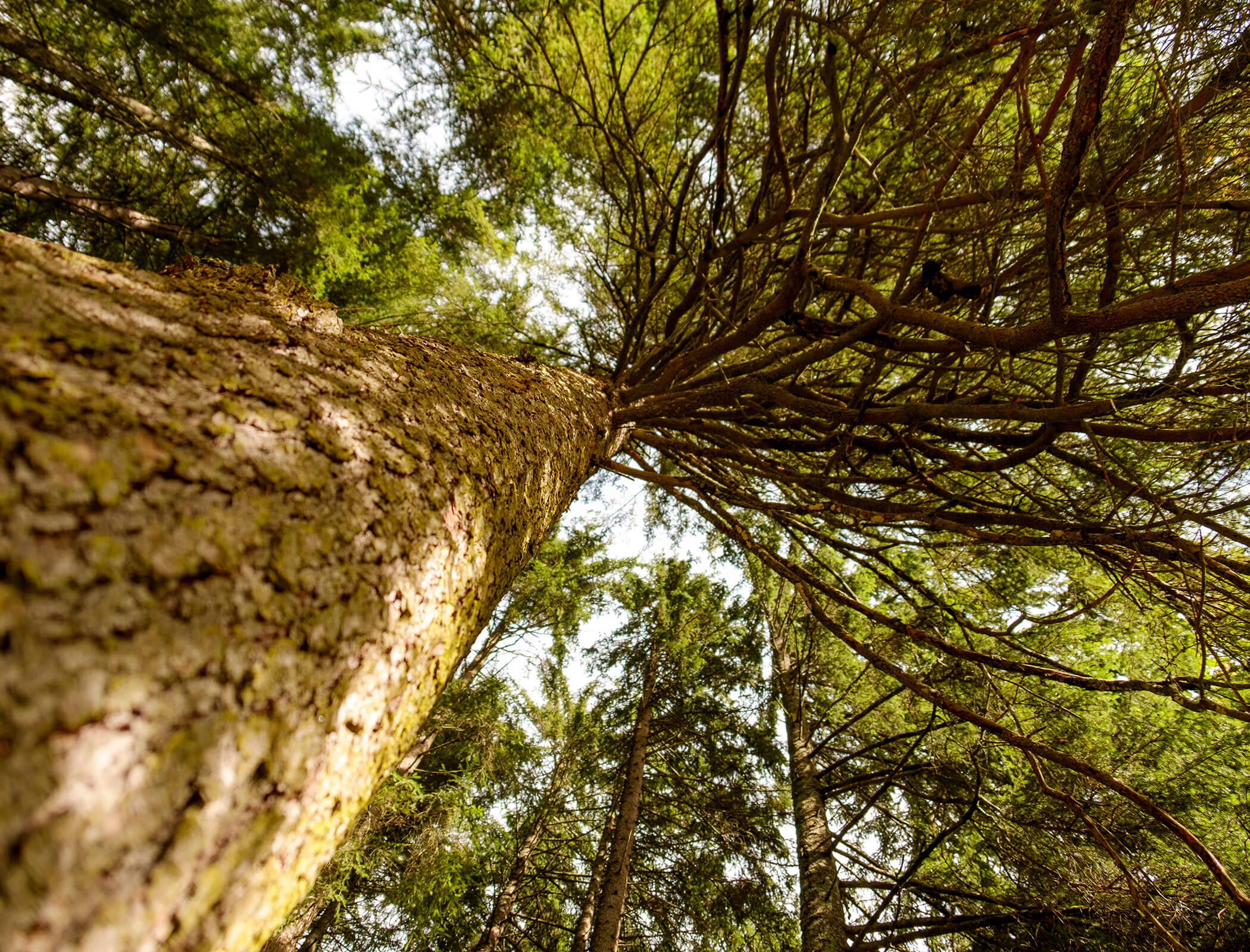 Vista dal suolo del bosco verso la chioma degli alberi - Bad Ratzes
