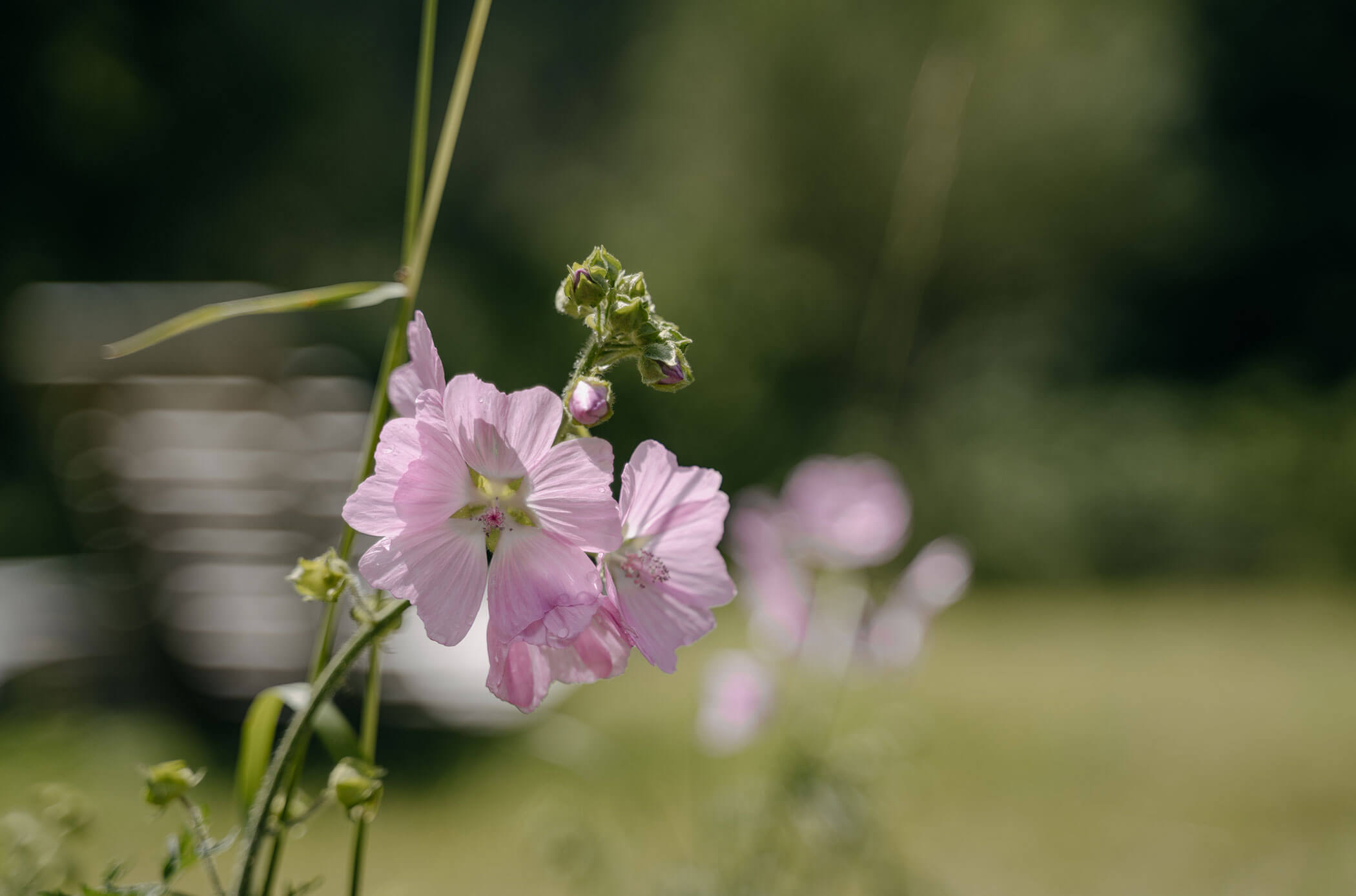 Fiore viola di campo - Bad Ratzes
